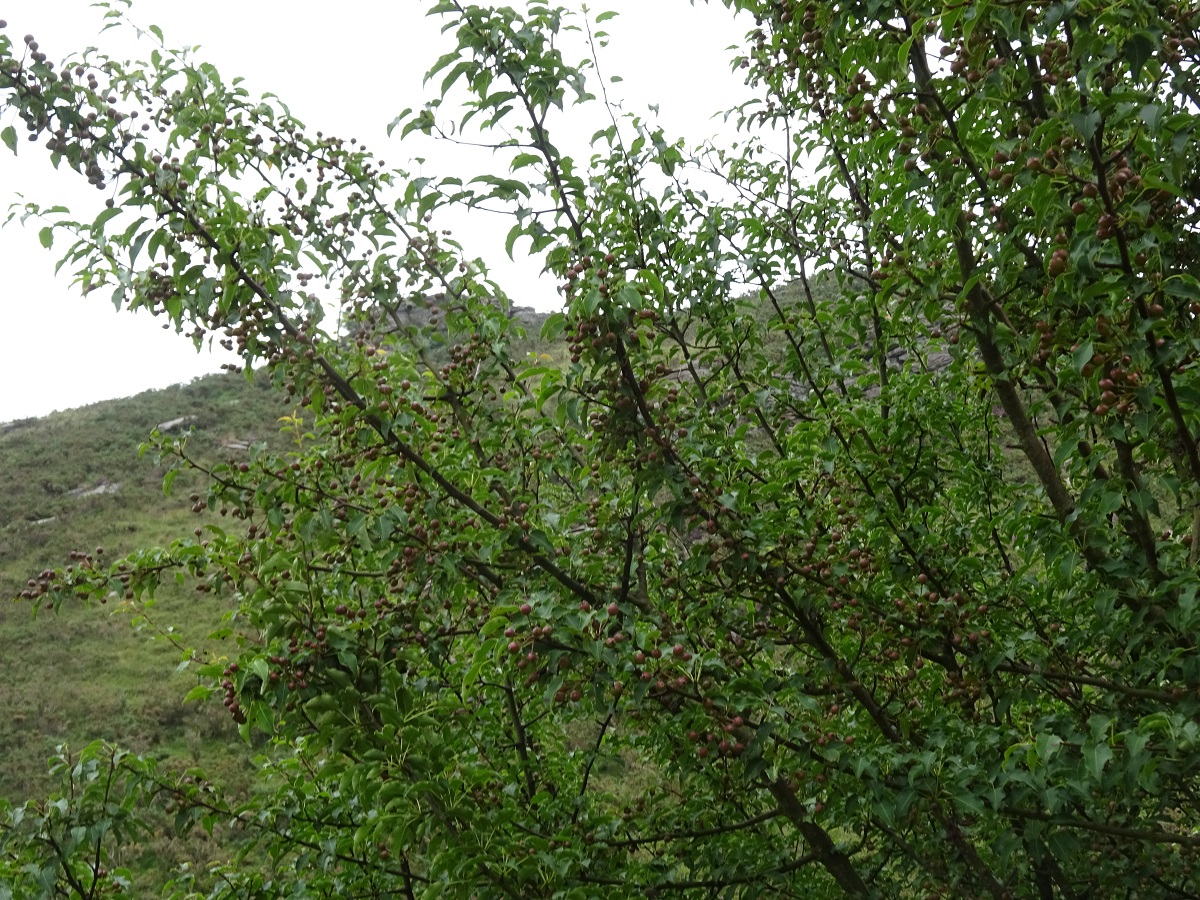 Pyrus cordata (Rosaceae)